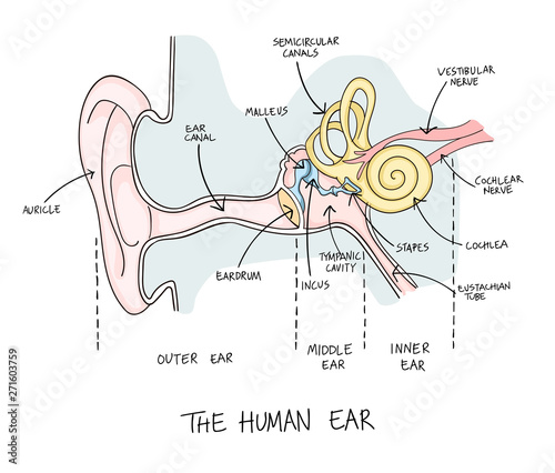 Hand drawn illustration of human ear anatomy.