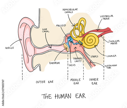 Hand drawn illustration of human ear anatomy. photo