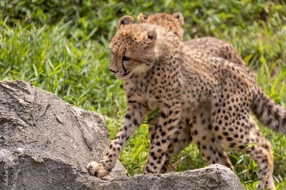 Fototapeta premium チーターの子ども 多摩動物公園, 東京, 日本