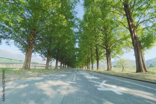 綺麗な道路と道沿いの樹木