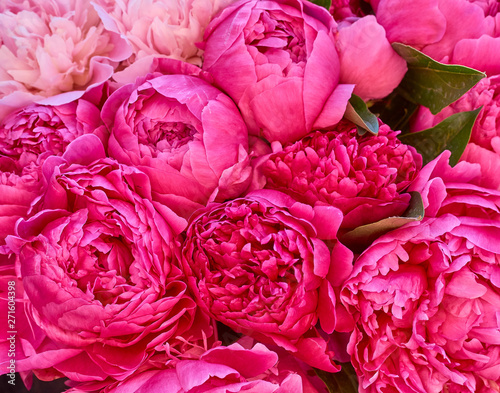 many large bright flowers peony background