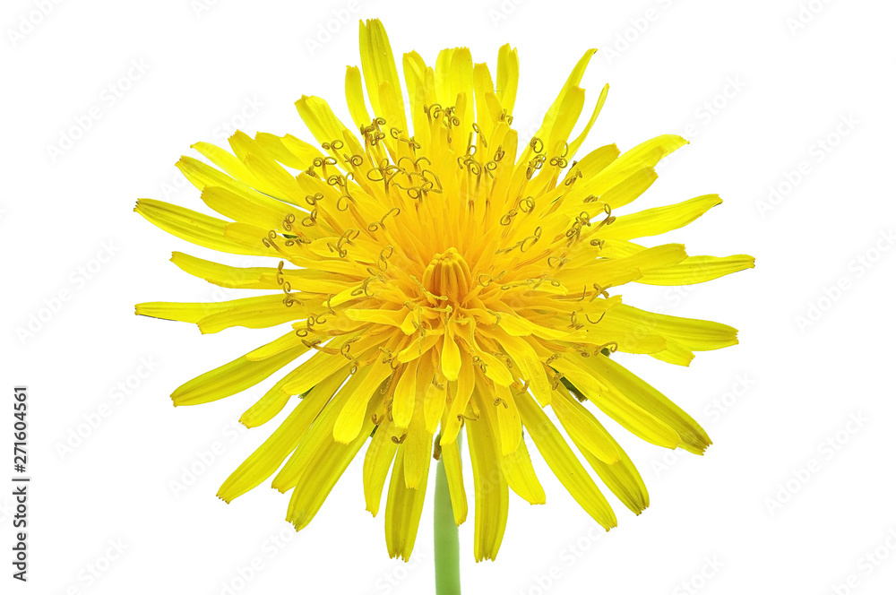 spring bright yellow dandelion flower on a white background spring bright yellow dandelion flower on a white background