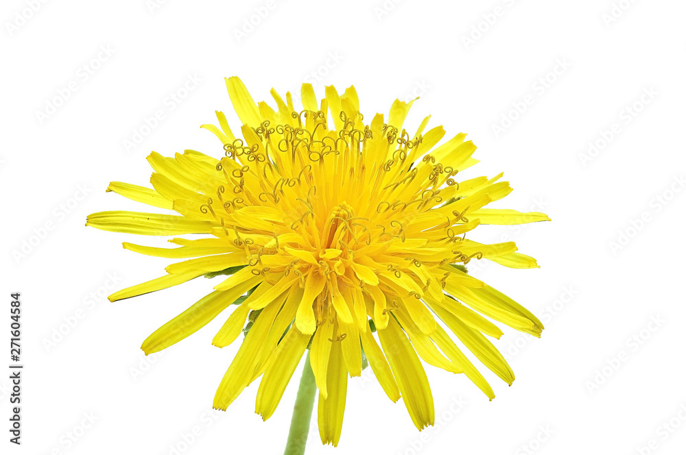 spring bright yellow dandelion flower on a white background spring bright yellow dandelion flower on a white background