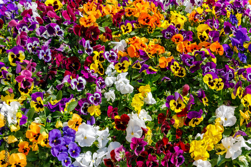 Many small multi colored pansies