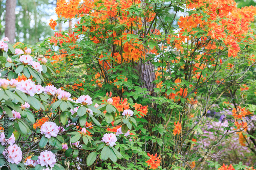 Pink, violet and orange rhododendron, lush bloom in the nursery of rhododenrons. Latvia, Europe photo