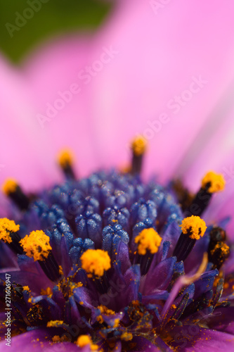 Extreme close up of the blue disk florets opening to release yellow pollen in a pink compound flower African Daisy photo