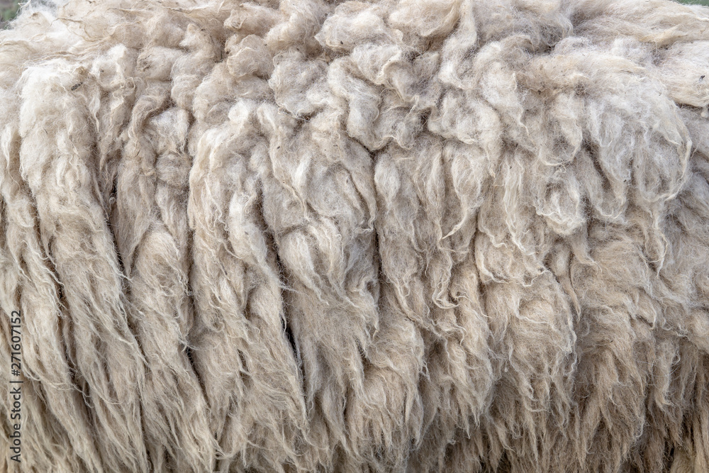 Wool sheep closeup for background ,Raw wool background. Also softness, warmness concept. Wool sheep closeup for background ,Raw wool background. Also softness, warmness concept.