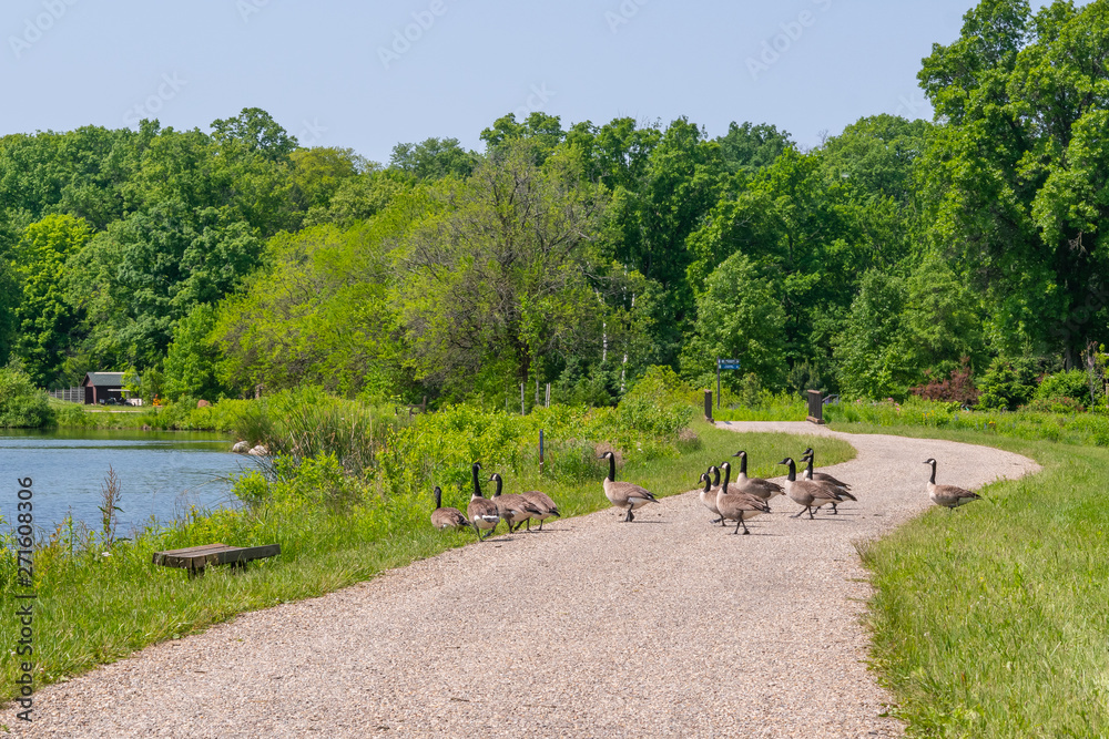 Flock of geese walking across path to pond Flock of geese walking across path to pond