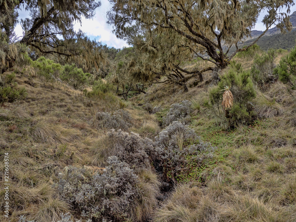 Dry grassland and lobelia Lobelia rhynchopetalum in Simien Mountains National Park, Ethiopia