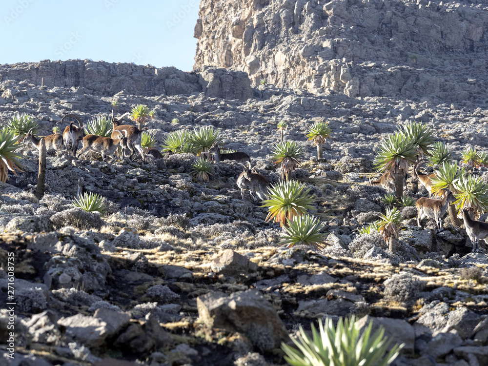 A herd of very rare walia ibex, Capra walie in high in the mountains of Simien mountains national park, Ethiopia. - obrazy, fototapety, plakaty 