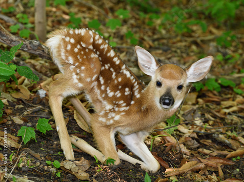 Day old tiny white tailed deer fawn with spots getting up on spindly legs in a forest Toronto photo