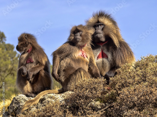 Group of Gelada, Theropithecus gelada, in Simien Mountains of Ethiopia