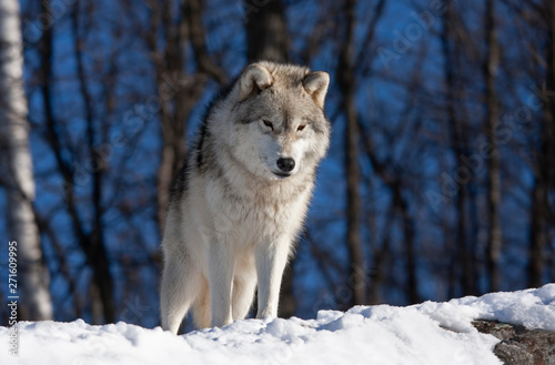 A lone Arctic wolf standing in the winter snow in Canada
