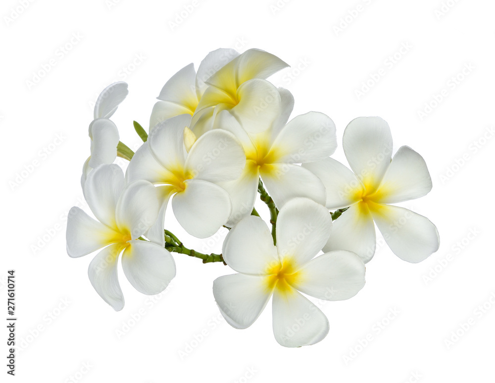 frangipani flowers isolated on white background