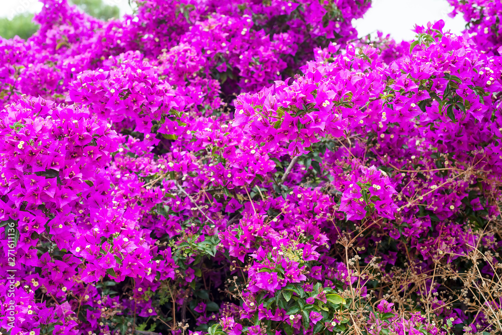 Pink Bougainvillea tree as a floral background . Magenta bougainvillea flowers.