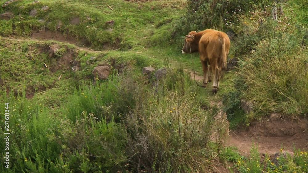 High-angle close-up still shot of a young brown bull on the loose walking uphill along a narrow dusty path, Andes, Peru High-angle close-up still shot of a young brown bull on the loose walking uphill along a narrow dusty path, Andes, Peru