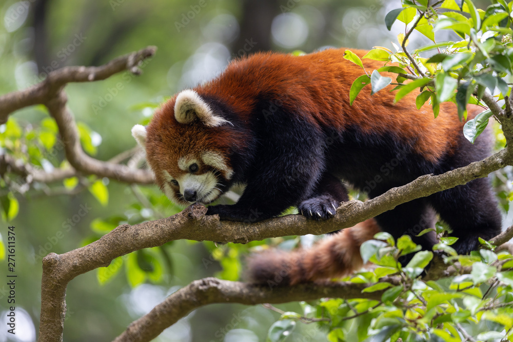 Obraz premium レッサーパンダ (多摩動物公園, 東京, 日本)