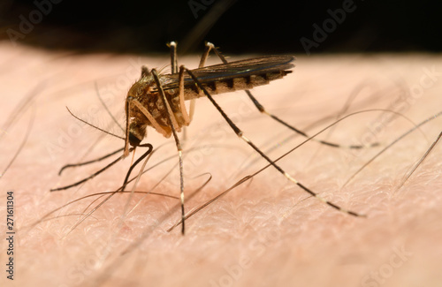 Close up of a female Mosquito beginning to puncture skin with needle like proboscis to draw blood