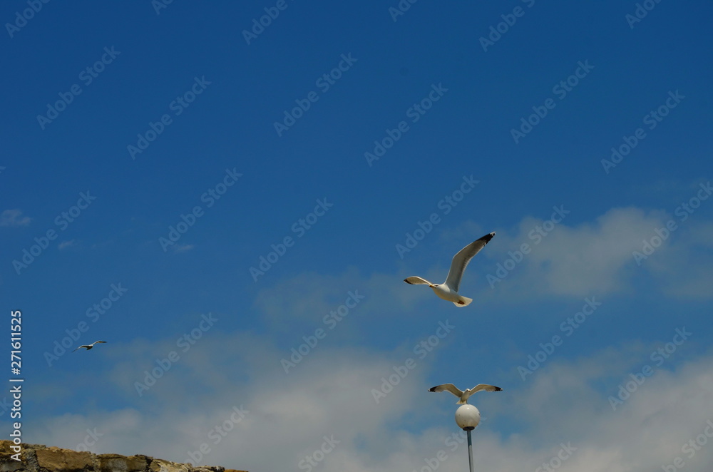 gull flying in the blue with white clouds sky gull flying in the blue with white clouds sky