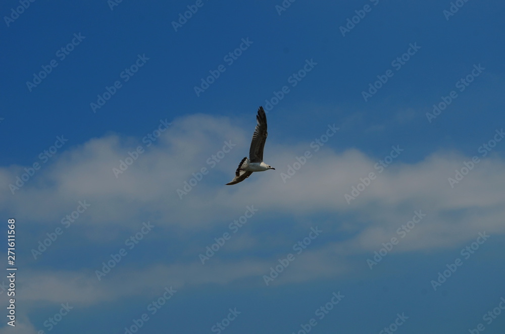 Obraz premium gull flying in the blue with white clouds sky