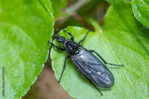 Schwarzes Insekt auf grünem Blatt © Guntar Feldmann