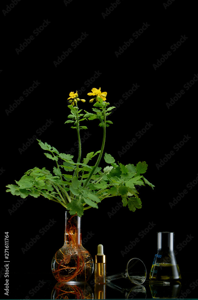 Obraz premium Fresh plant branches in medical flasks on black background