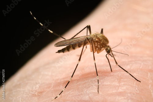 Close up of female mosquito with raised rear leg as an antena while puncturing human skin with proboscis to suck blood