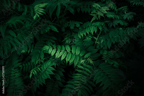 Fresh natural leaves pattern. Beautiful tropical background made with young green fern leaves. Dark and moody feel. Selective focus. Negative space. Concept for design. Flat lay, low-key lighting.