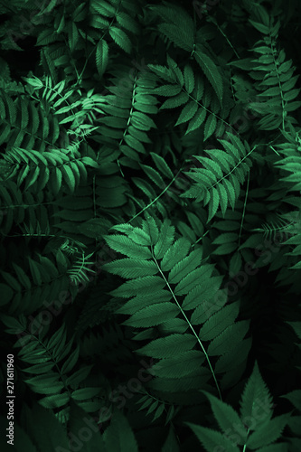 Fresh natural leaves pattern. Beautiful tropical background made with young green fern leaves. Dark and moody feel. Selective focus. Negative space. Concept for design. Flat lay  low-key lighting.