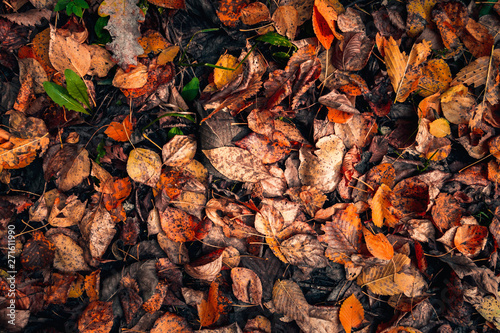 top view red, brown and orange fallen leaves lie on the ground, autumn background