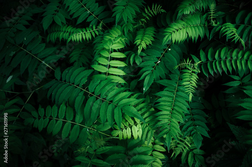 Fototapeta Naklejka Na Ścianę i Meble -  Fresh natural leaves pattern. Beautiful tropical background made with young green fern leaves. Dark and moody feel. Selective focus. Negative space. Concept for design. Flat lay, low-key lighting.
