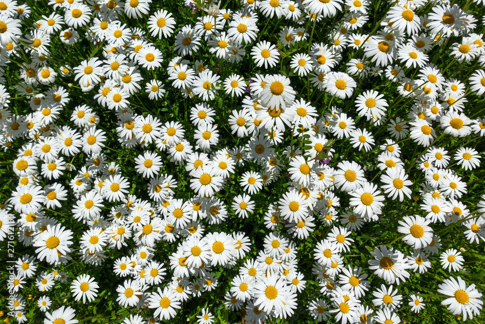 Blumenbeet mit vielen, dicht blühenden Margeriten von oben Blumenbeet mit vielen, dicht blühenden Margeriten von oben