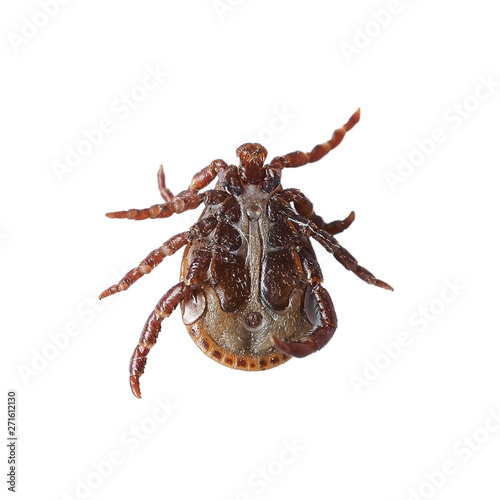 Bottom view of a male mite isolated on the white without shadows. Macro photo