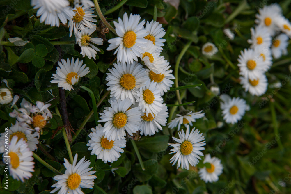 Field of small daisies. Forget me not Field of small daisies. Forget me not