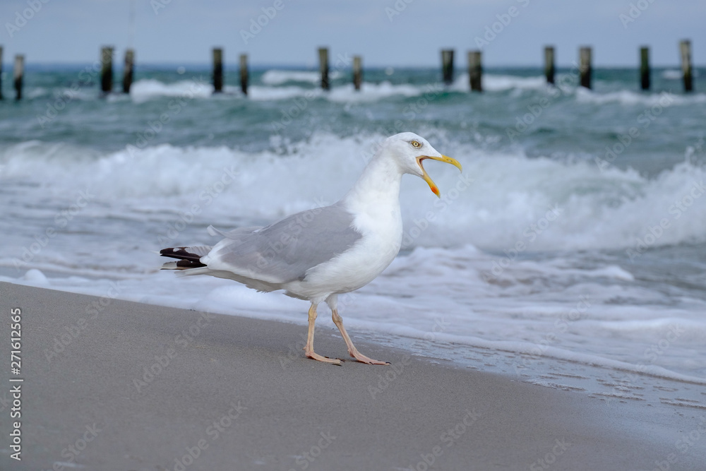 Möwe bei stürmischem Wetter am Strand Möwe bei stürmischem Wetter am Strand