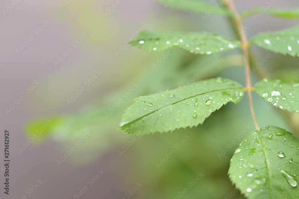 Drops of water on the leaves of wild rose after the rain close up Drops of water on the leaves of wild rose after the rain close up