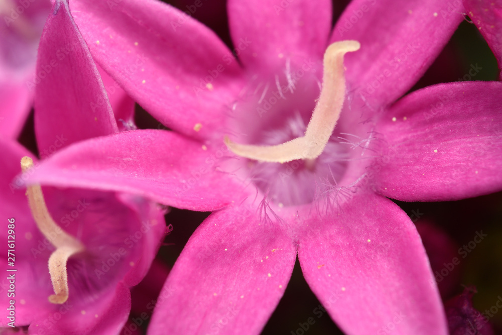 Close up of seven petal pink flower of Pentas Lanceolata Butterfly Light Lavender
