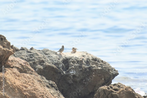 Wild bird in the sea side 