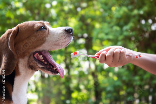 Photography Dogs are waiting to prepare for brushing teeth.