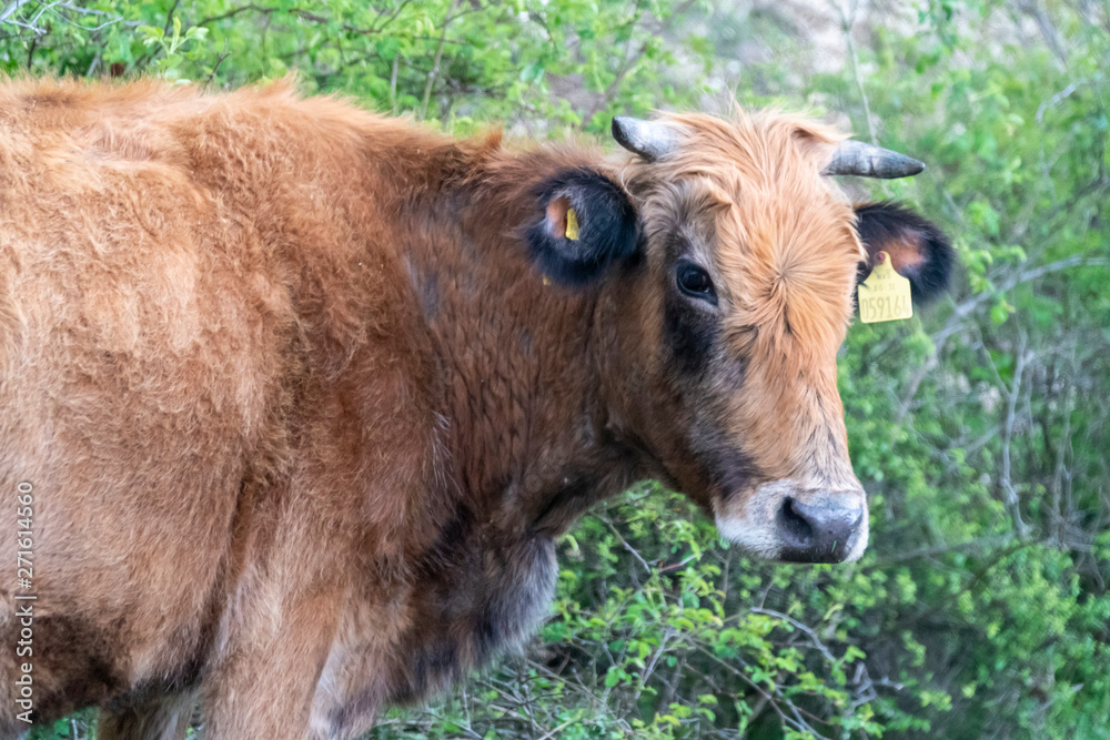 Brown pied cow - Bulgarian cattle breed Brown pied cow - Bulgarian cattle breed