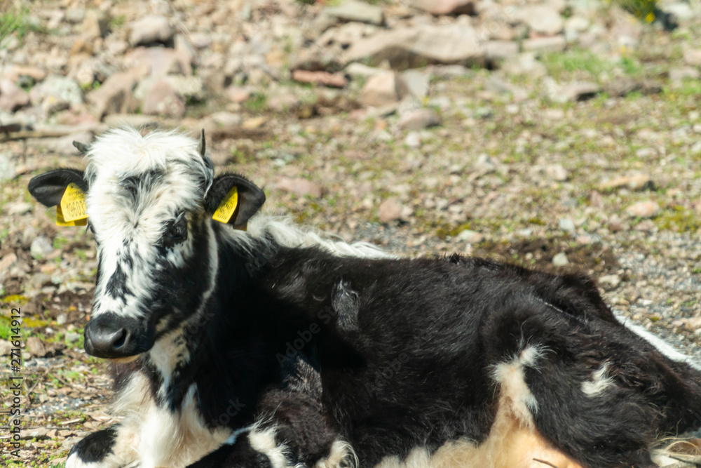 Fototapeta premium Black-pied cow - bulgarian cattle breed
