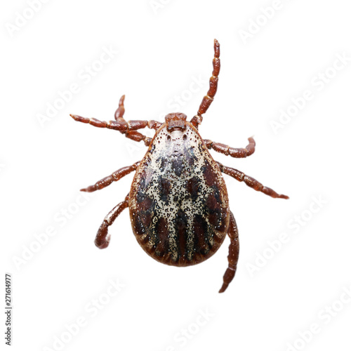 Male mite isolated on the white background without shadows. Macro photo