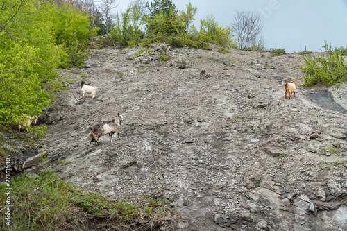 Wild mountain goats on a steep hill