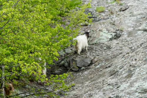 Wild mountain goats on a steep hill