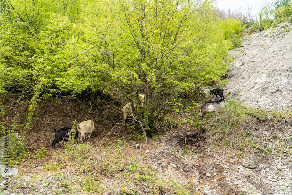 Wild mountain goats on a steep hill Wild mountain goats on a steep hill