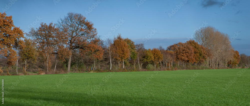 Autumn colors. Fall. Netherlands. Panorama