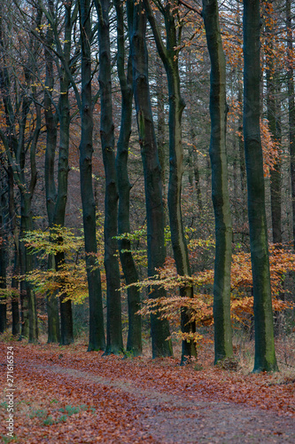 Autumn colors. Fall. Netherlands. Echten drente lane Fores. Beech