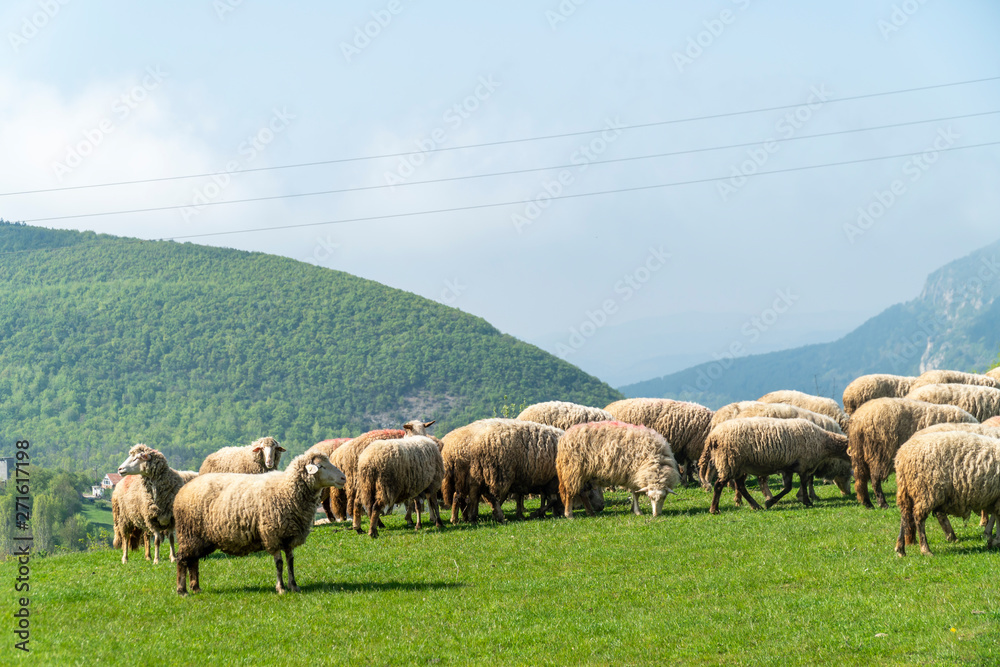 Fototapeta premium Sheep in a meadow with mountains in the bakcground