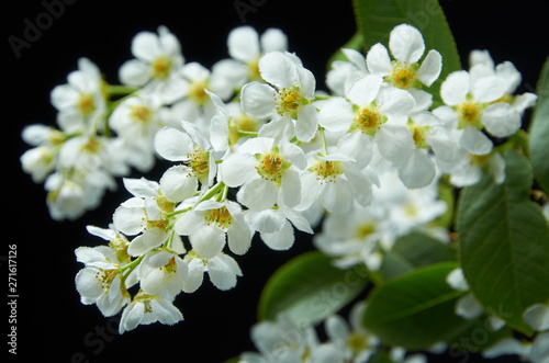 Flowers and leaves of Bird cherry carpal on a black background