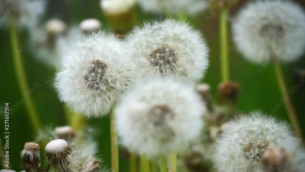 White fluffy dandelions, natural green blurred spring background., Lockdown. White fluffy dandelions, natural green blurred spring background., Lockdown.